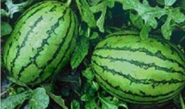 徐州网红吃瓜事件,一场网络舆论的风暴与反思